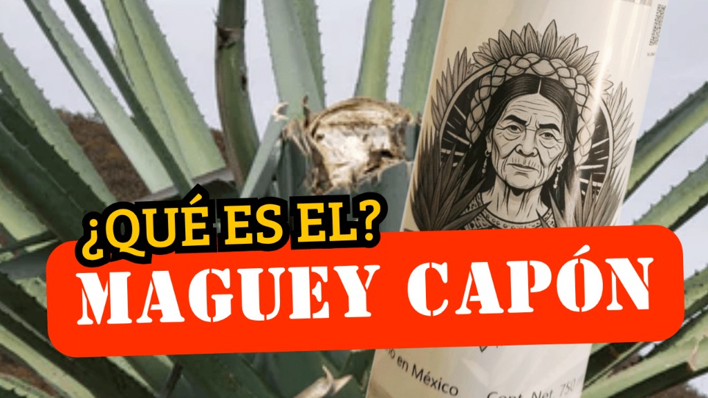 maguey capon