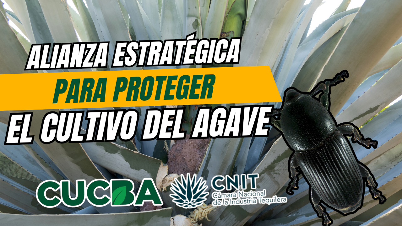 alianza CNIT CUCBA